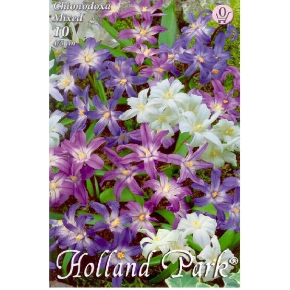 Hófény színkeverék / Chionodoxa mixed 10 db (LA)