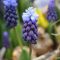 Széleslevelű gyöngyike / Muscari Latifolium 10 db (LA)