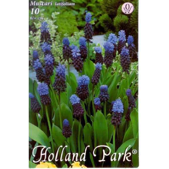 Széleslevelű gyöngyike / Muscari Latifolium 10 db (LA)
