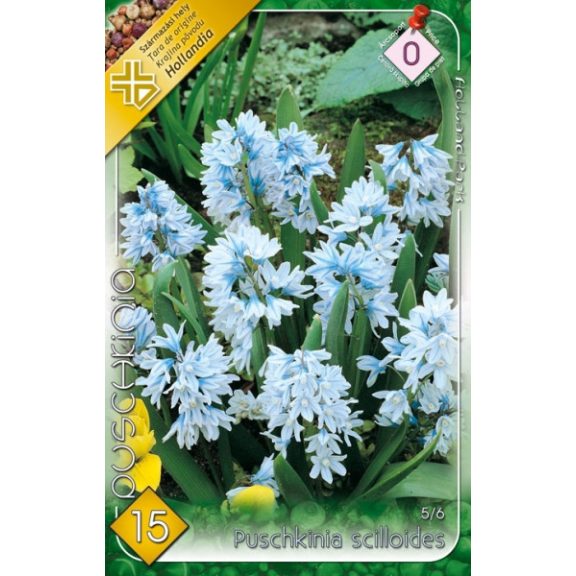 Csillagos Puskin-virág / Puschkinia scilloides 15 db (LA)