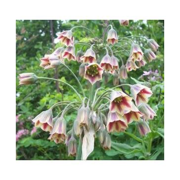 Bolgár nektárhagyma / Nectaroscordum siculum 5 db (LA)