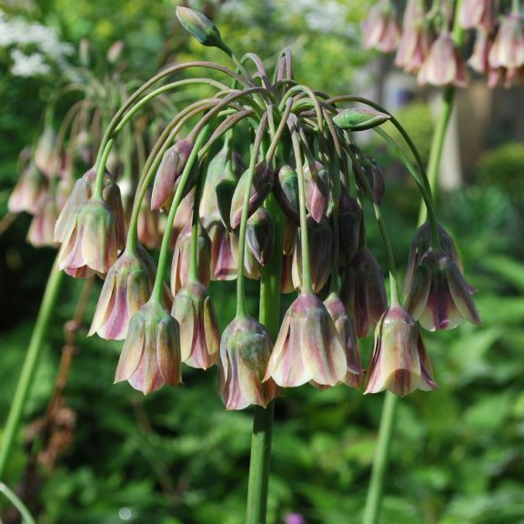 Bolgár nektárhagyma / Nectaroscordum siculum 5 db (LA)
