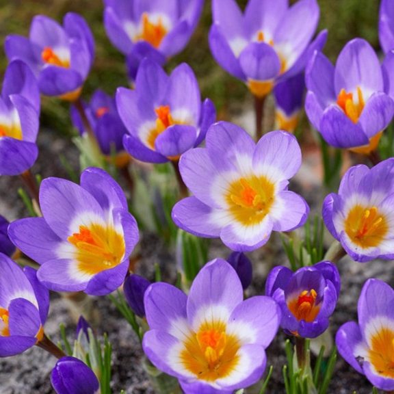 Crocus sieberi Tricolor / Sárgatorkú krókusz 10 db (LA)