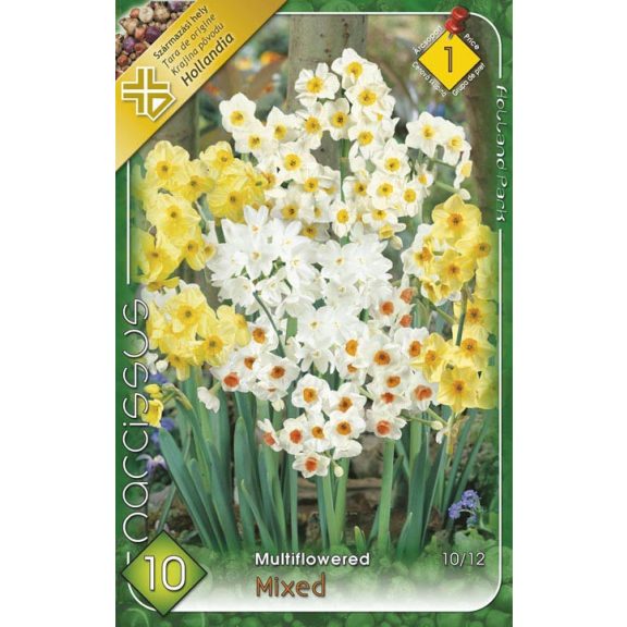Nárcisz Csokros mix / Narcissus multiflowered mixed  8 db (LA)