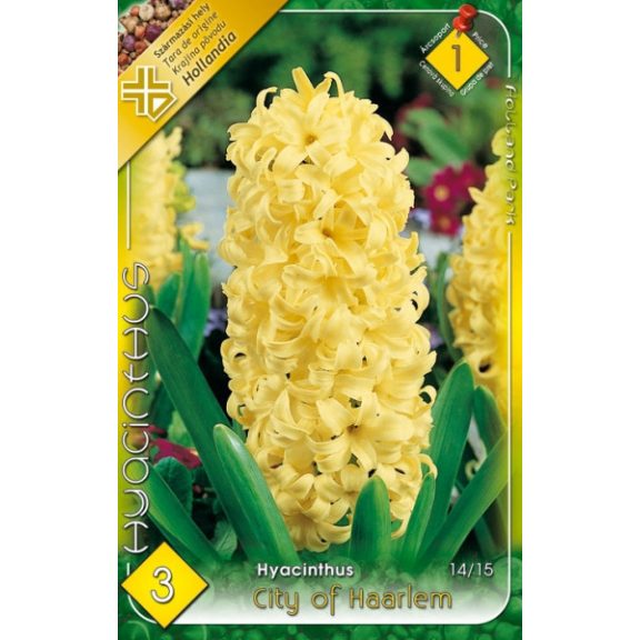 Jácint / Hyacinthus City of Haarlem 3 db (LA)