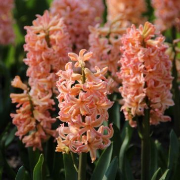 Jácint / Hyacinthus Gipsy Queen 3 db (LA)