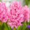 Jácint rózsaszín / Hyacinthus Pink Pearl 3 db (LA)