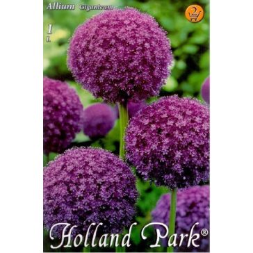 Óriás díszhagyma / Allium Giganteum (LA)