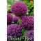 Óriás díszhagyma / Allium Giganteum (LA)