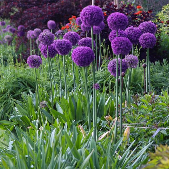 Óriás díszhagyma / Allium Giganteum (LA)