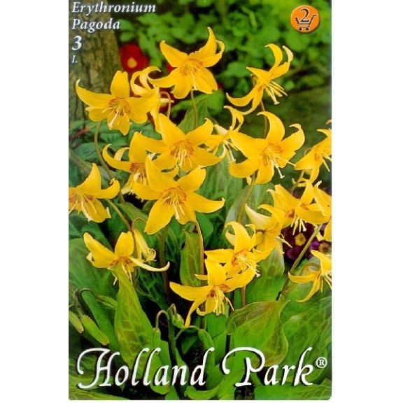 Kerti Kakasmandikó / Erythronium 'Pagoda' 3 db (LA)