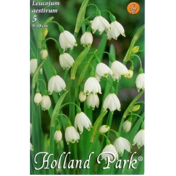 Nyári tőzike / Leucojum aestivum (LA)