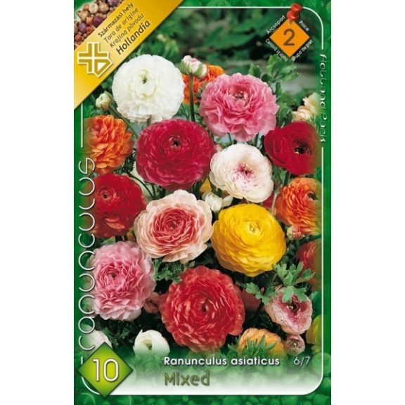 Ázsiai boglárka színkeverék / Ranunculus asiaticus mixed  10 db (LA)