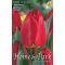 Tulipán Apeldoorn Darwin Hybrid PIROS/ Tulipa Apeldoorn Darwin Hybrid 8 db (LA)