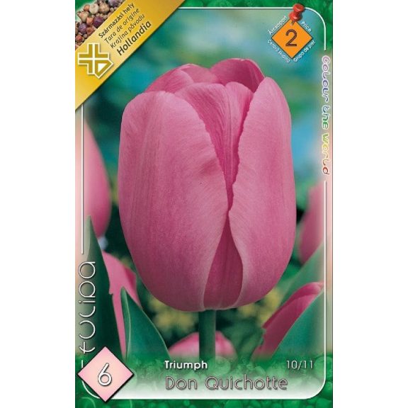 Tulipán Don Quichotte / Tulipa Don Quichotte  6 db (LA)