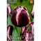 Tulipán Fontainebleau / Tulipa Fontainebleau (LA)