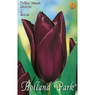 Tulipán Havran / Tulipa Havran Triumph (LA)