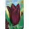 Tulipán Havran / Tulipa Havran Triumph (LA)