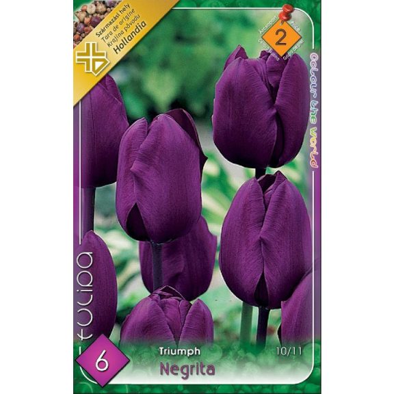 Tulipán Negrita / Tulipa Negrita 6 db (LA)