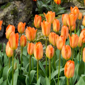 Tulipán Orange Emperor / Tulipa Orange Emperor 10 db (LA)