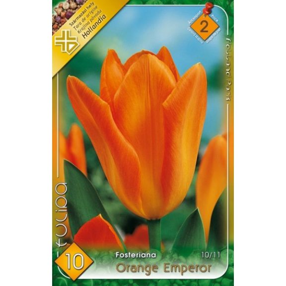 Tulipán Orange Emperor / Tulipa Orange Emperor 10 db (LA)