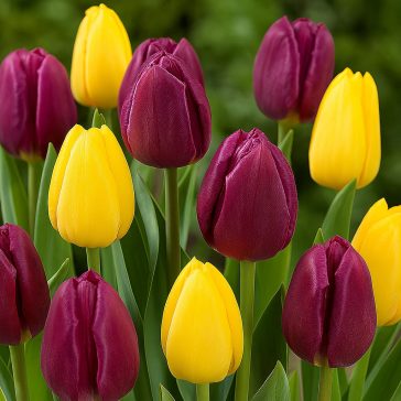   Tulipán Duó lila-sárga / Tulipa Duo Purple & Yellow 6 db (LA)