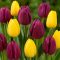 Tulipán Duó lila-sárga / Tulipa Duo Purple & Yellow 6 db (LA)
