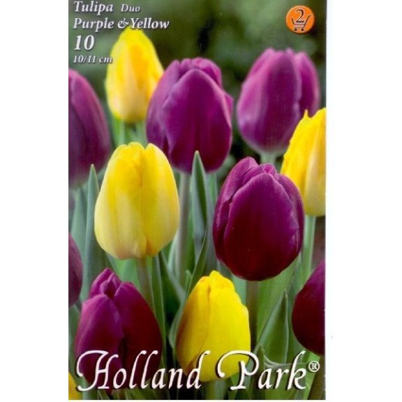 Tulipán Duó lila-sárga / Tulipa Duo Purple & Yellow 6 db (LA)