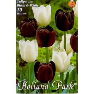   Tulipán Duó fekete-fehér / Tulipa Duo Black & White 6 db (LA)