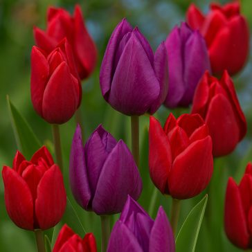Tulipán Duó piros-lila / Tulipa Duo Red & Purple 6 db (LA)