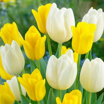   Tulipán Duó sárga-fehér / Tulipa Duo Yellow & White 6 db (LA)