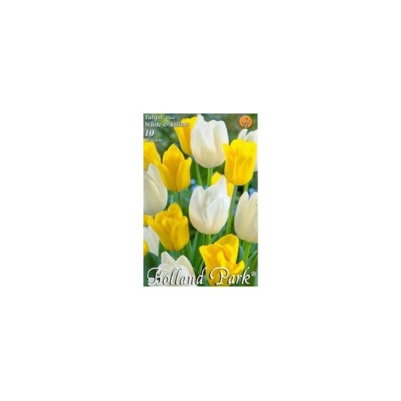 Tulipán Duó sárga-fehér / Tulipa Duo Yellow & White 6 db (LA)