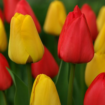   Tulipán Duó piros-sárga / Tulipa Duo Red & Yellow 10 db (LA)