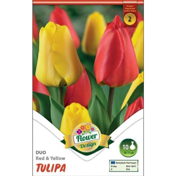 Tulipán Duó piros-sárga / Tulipa Duo Red & Yellow 10 db (LA)