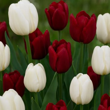   Tulipán Duó bordó-fehér / Tulipa Duo Red & White 6 db (LA)