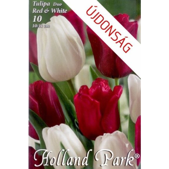 Tulipán Duó bordó-fehér / Tulipa Duo Red & White 6 db (LA)
