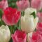 Tulipán duo rózsaszín-fehér / Tulipa duo Pink&White 6 db (LA)