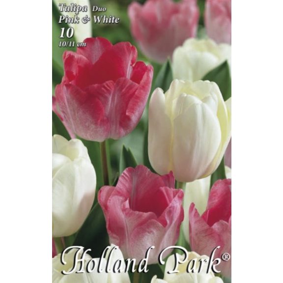 Tulipán duo rózsaszín-fehér / Tulipa duo Pink&White 6 db (LA)