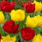 Tulipán Duó Double Teltvirágú piros-sárga / Tulipa Duo double Red&Yellow 6 db (LA)