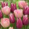 Tulipán Duó Claudia & Foxtrot / Tulipa duo Claudia & Foxtrot 6 db(LA)