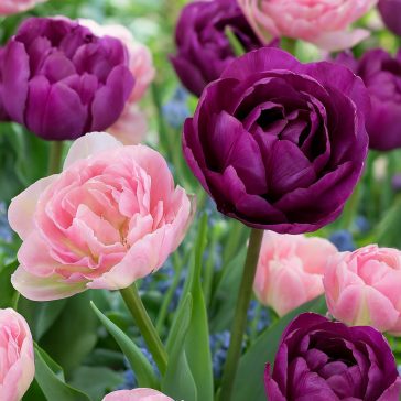   Tulipán teltvirágú lila-rózsaszín / Tulipa Duo double purple&pink 6 db (LA)