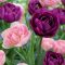Tulipán teltvirágú lila-rózsaszín / Tulipa Duo double purple&pink 6 db (LA)