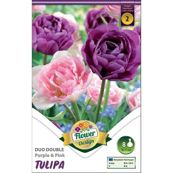 Tulipán teltvirágú lila-rózsaszín / Tulipa Duo double purple&pink 6 db (LA)