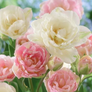   Tulipán teltvirágú rózsaszín-fehér / Tulipa Duo Double pink&white 6 db(LA)