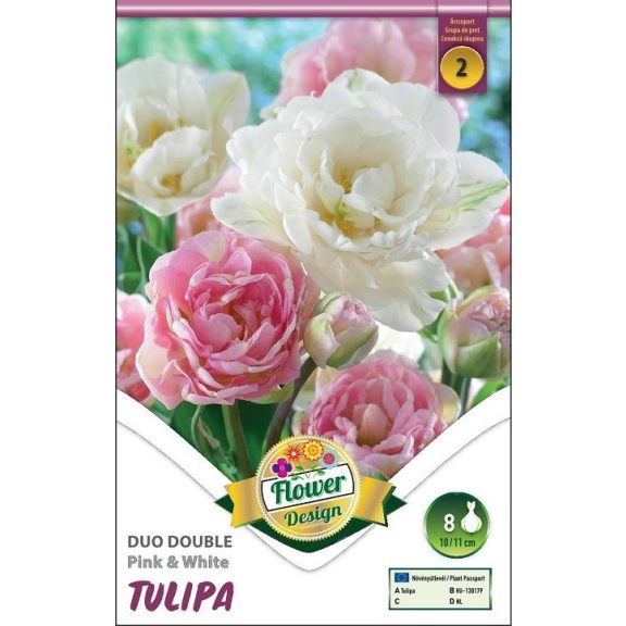 Tulipán teltvirágú rózsaszín-fehér / Tulipa Duo Double pink&white 6 db(LA)