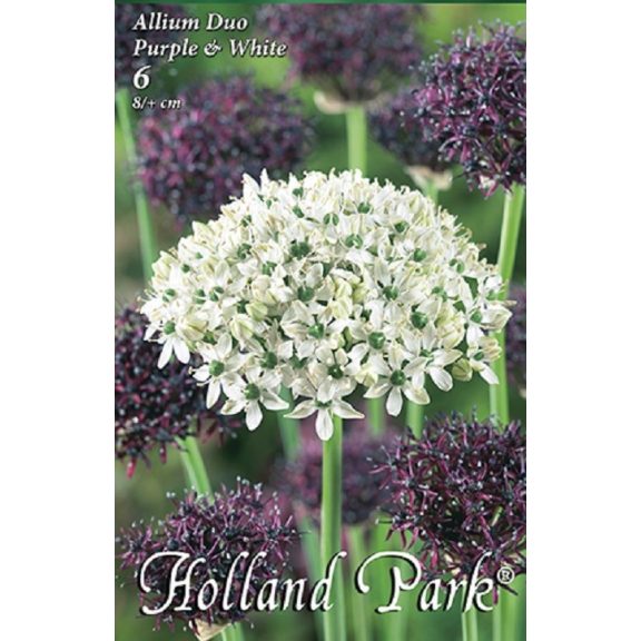 Allium duo lila-fehér  6 db (LA)