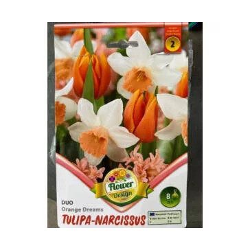 Tulipán Nárcisz Duo Orange Dreams  6 db (LA)