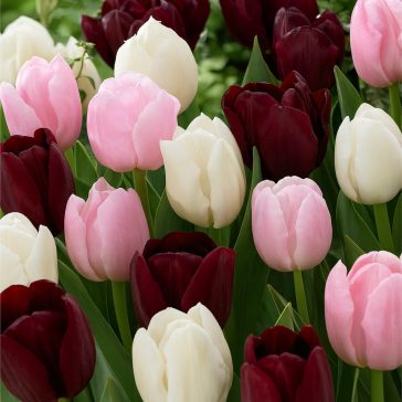   Tulipán trio Deep Velvet / Tulipa Deep Velvet trio 6 db (LA)