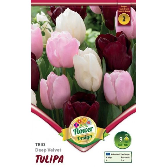 Tulipán trio Deep Velvet / Tulipa Deep Velvet trio 6 db (LA)