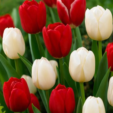   Tulipán trio Húsvét Hétfő / Tulipa Easter Monday trio 6 db (LA)